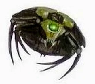 Un scarabée Canoptek